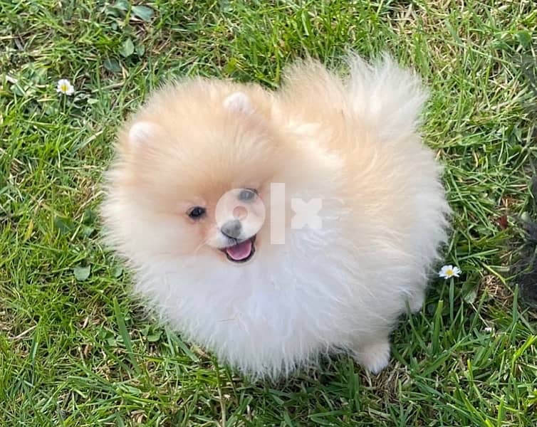 imported Pomeranian Creamy TEACUP 0