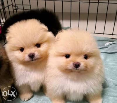 Imported Pomeranian