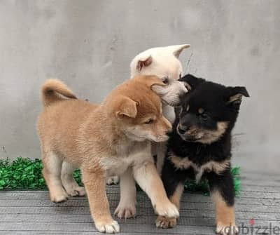 shiba inu