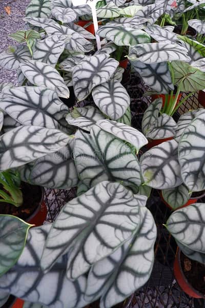 Alocasia silver dragon