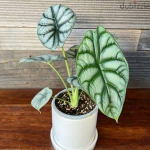 Alocasia silver dragon 2