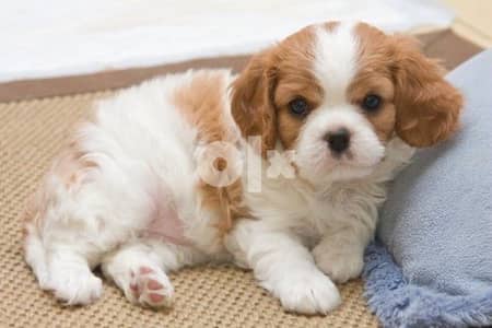 Cavalier Puppy king charles imported