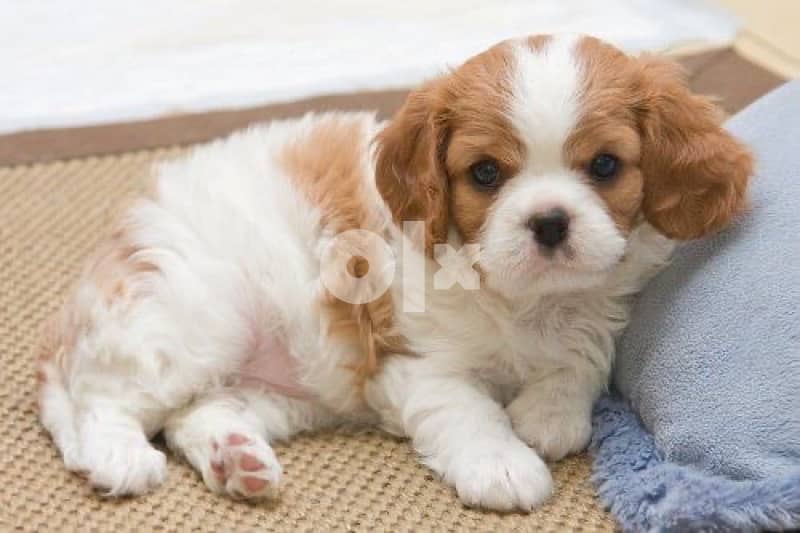 Cavalier Puppy king charles imported 0