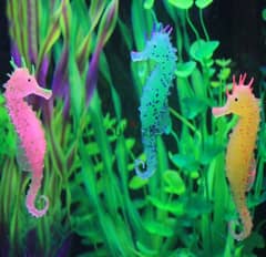 gorgeous glowing aquarium seahorse