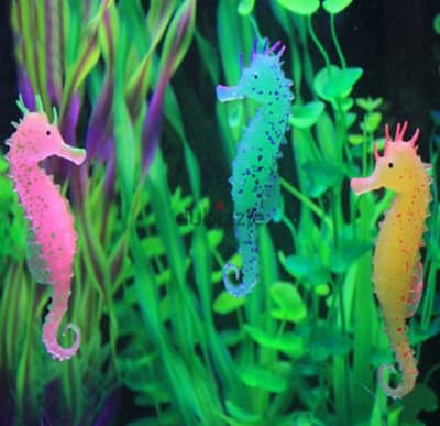 gorgeous glowing aquarium seahorse