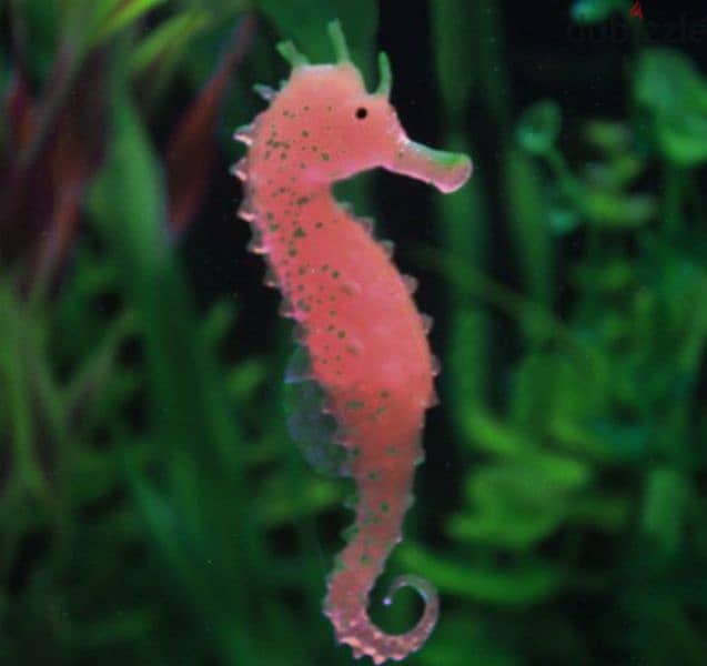 gorgeous glowing aquarium seahorse 1