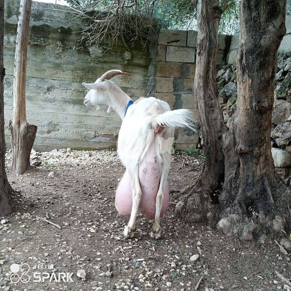 swiss goats, saanen, alpine, morsiano, ماعز سويسري 0