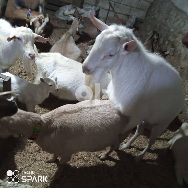 swiss goats, saanen, alpine, morsiano, ماعز سويسري 2