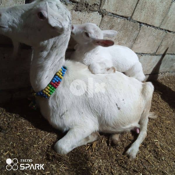 swiss goats, saanen, alpine, morsiano, ماعز سويسري 5