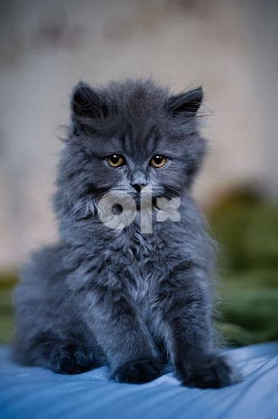 Kittens - British Longhair