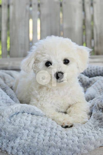 Bichon Puppies Full White/Available in Shop/ Delivery! Dog / كلاب 0