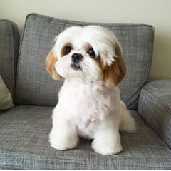 Shih