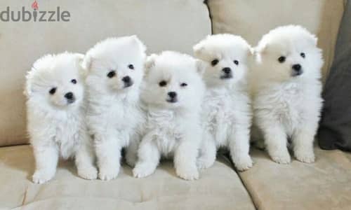 Puppies mini Pomeranian SpitZ White Fluffy dog كلاب