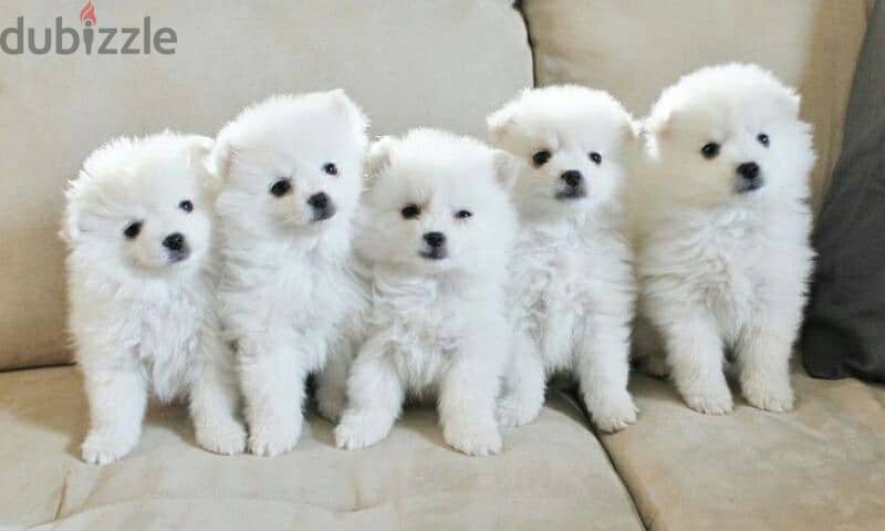 Puppies mini LouLou SpitZ White Fluffy dog كلاب 0