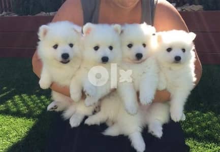 Baby Pomeranian White and Cute Small Size/ dog كلب كلاب