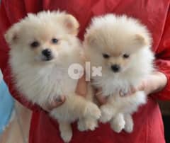 Lovely Puppies-Pomeranian Spitz dog كلاب