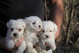 Bichon puppy white small size dog/ كلاب