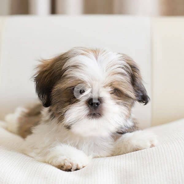 Lovely Shih Tzu Puppies Amazing character dog كلاب 0