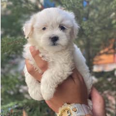 Bichon Small Size Puppies White and cute 0