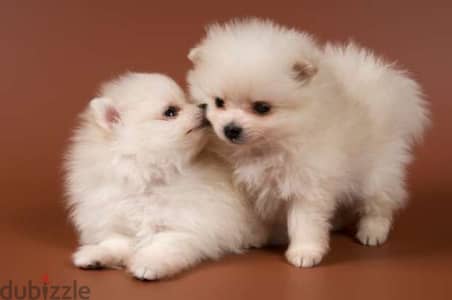 White Pomeranian Puppies/ dog كلاب Available in Shop/ Delivery