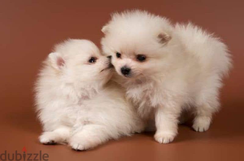 White Pomeranian Puppies/ dog كلاب Available in Shop/ Delivery 0