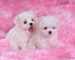 Maltese Bichon White Fluffy Coat