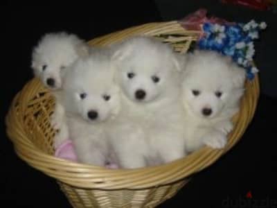 Spitz Loulou Puppies/ Available dog كلاب كلب