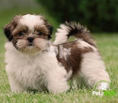 Shih Tzu Small Puppies Available White and Brown / dog كلاب 0