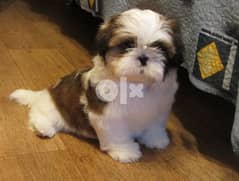 Shih Tzu