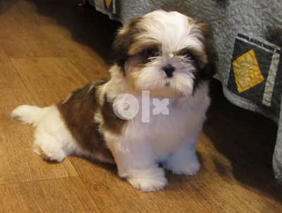 Shih Tzu Puppies Available / dog كلاب كلب