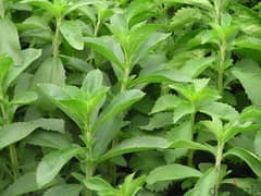 Stevia plants 0