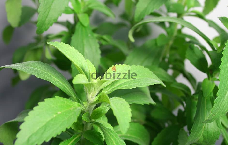 Stevia plants 1