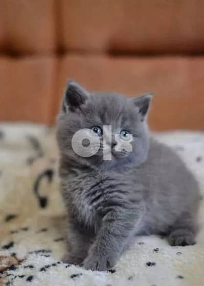 Kitten British Shorthair Perfect Features