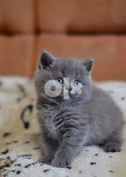 Kitten British Shorthair Perfect Features 0