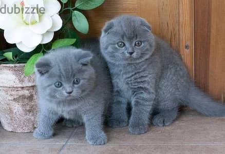 Blue Scottish Fold kittens