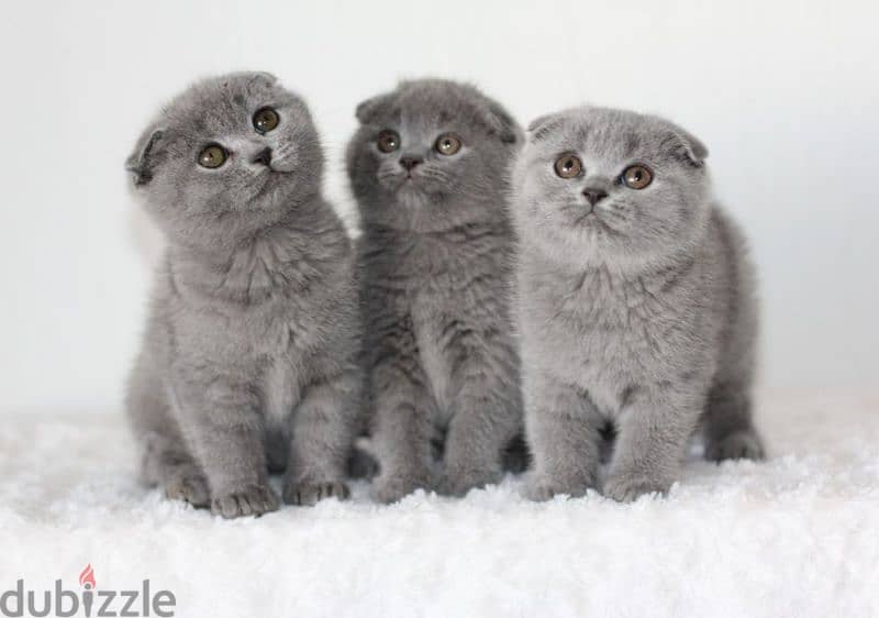 Baby Scottish Fold Kittens All available 0