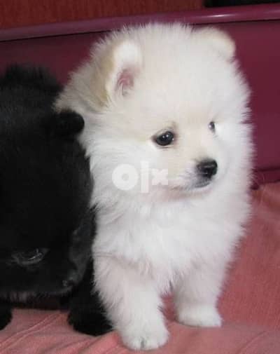 pomeranian Spitz Available Small Size Puppies/ dog كلب كلاب