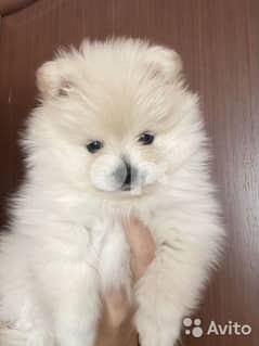 Spitz Pomeranian Baby Available puppies / dog كلاب 0