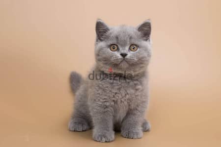 British Kittens Grey Color Available