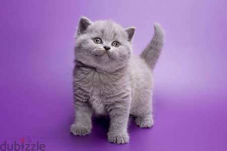 British Shorthair Kitten قطط