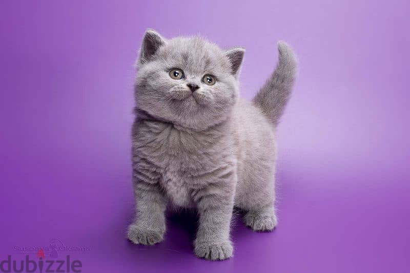 British Shorthair Kitten قطط 0