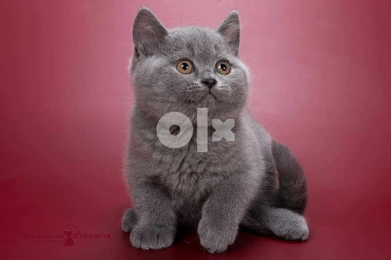 British Kittens Shorthair قطط cat 0