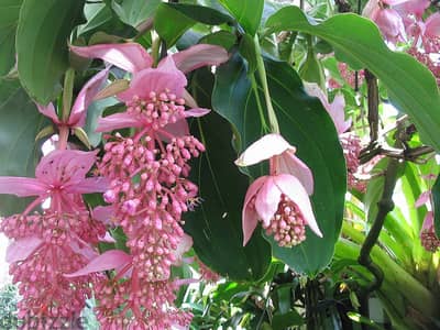 Medinilla