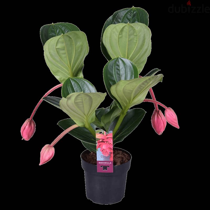 Medinilla magnifica 1