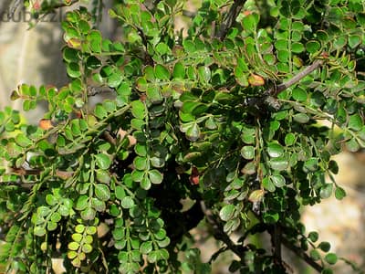 Elephant tree/ Bakhour