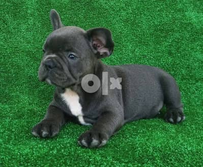 French bulldog blue