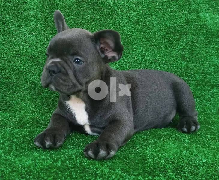 French bulldog blue 0