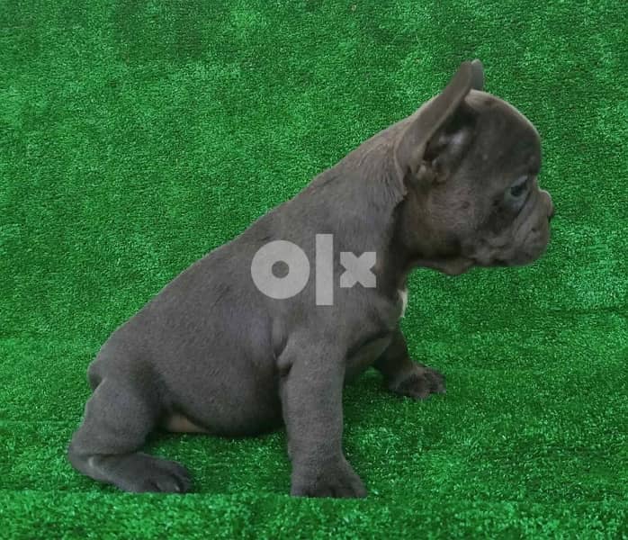 French bulldog blue 1