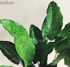 Calathea musaica 1