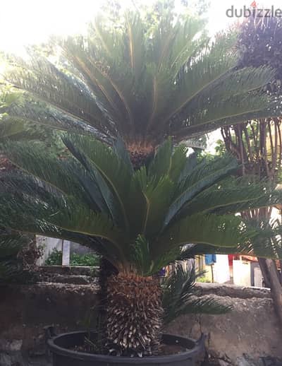 cycas 1,8m نخيل سيكاس مميزة جزعين طول ١،٨ م